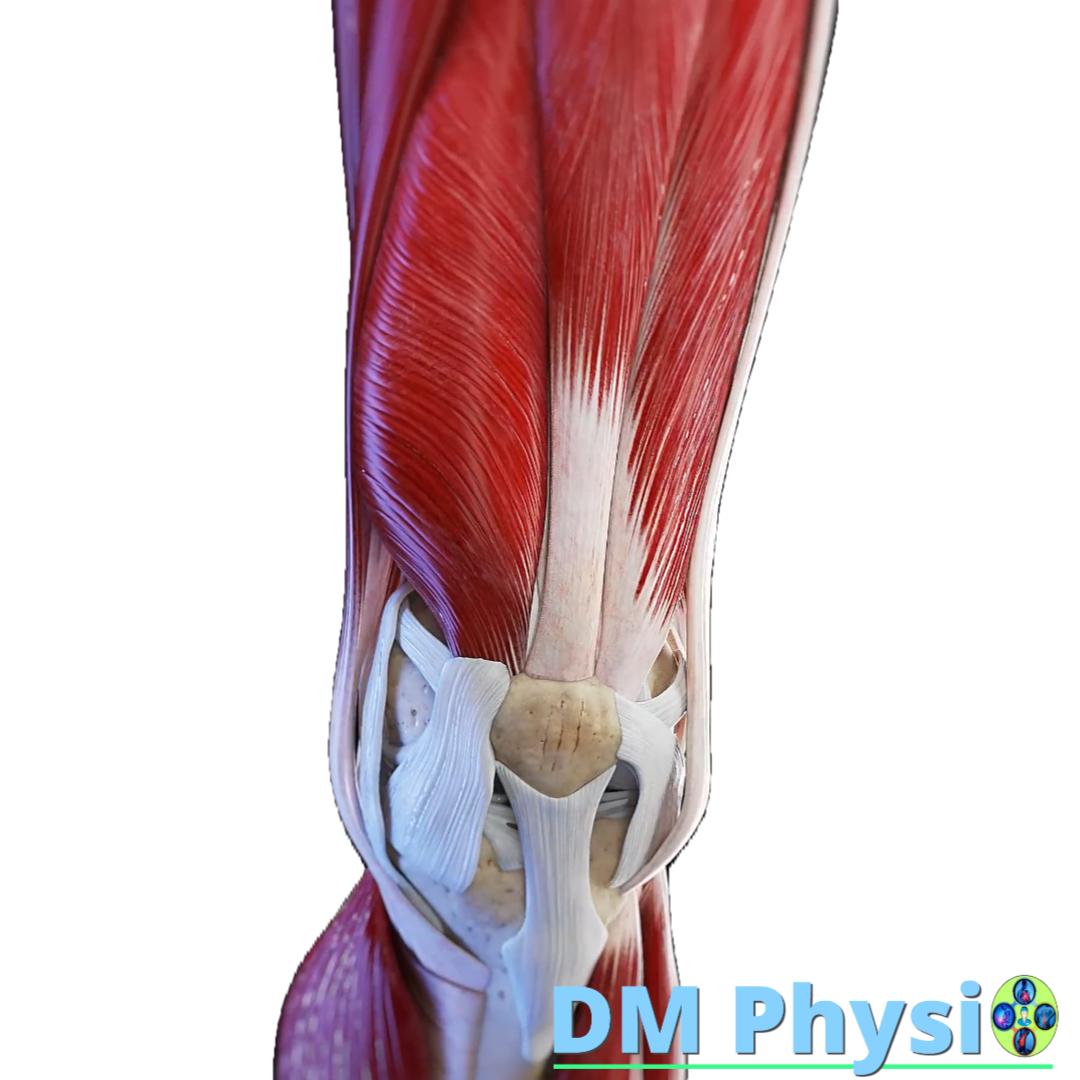 Изображение на бедро и коляно